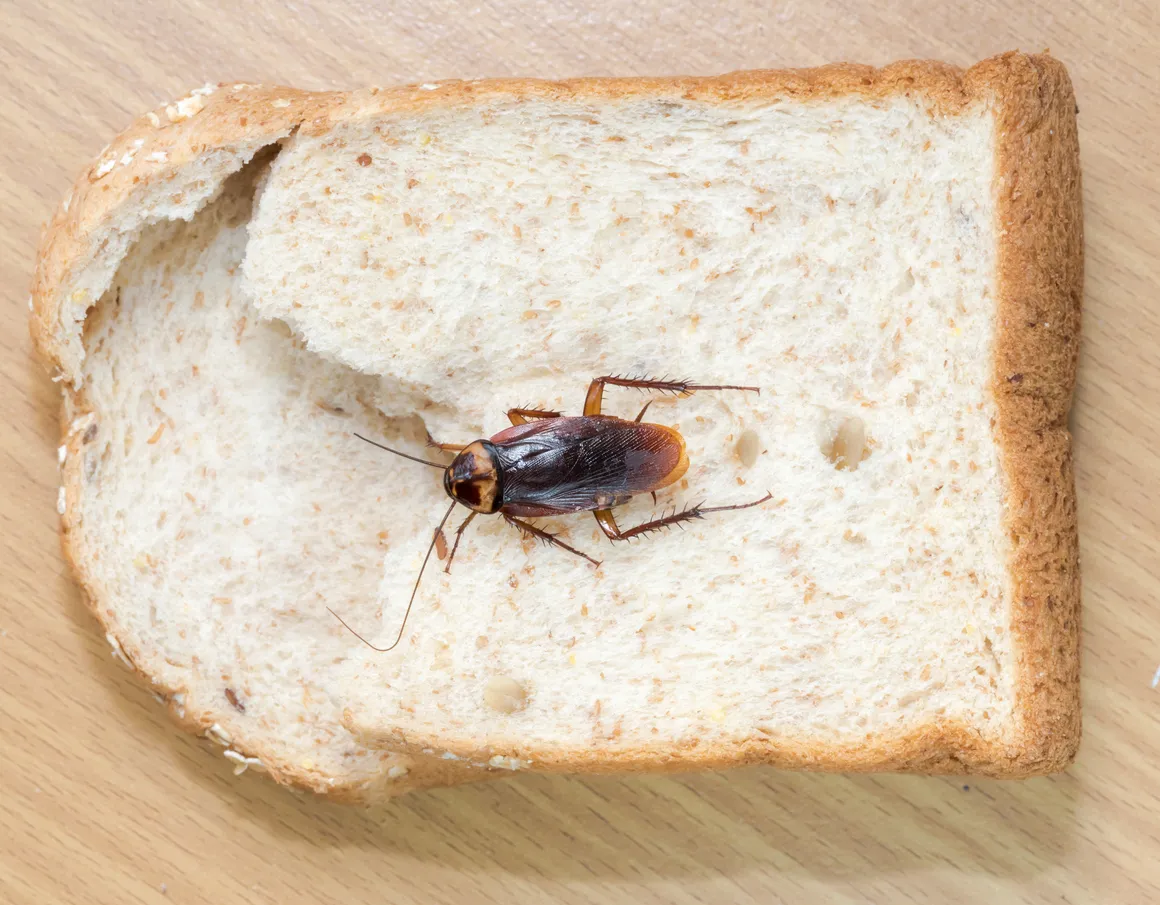 Blatta su pane